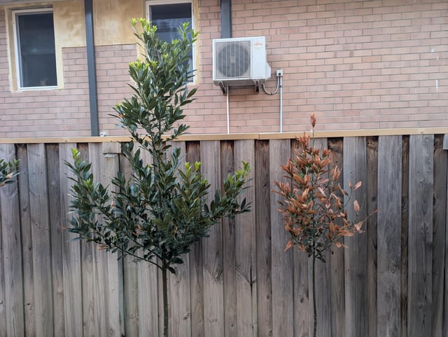 bay tree disease