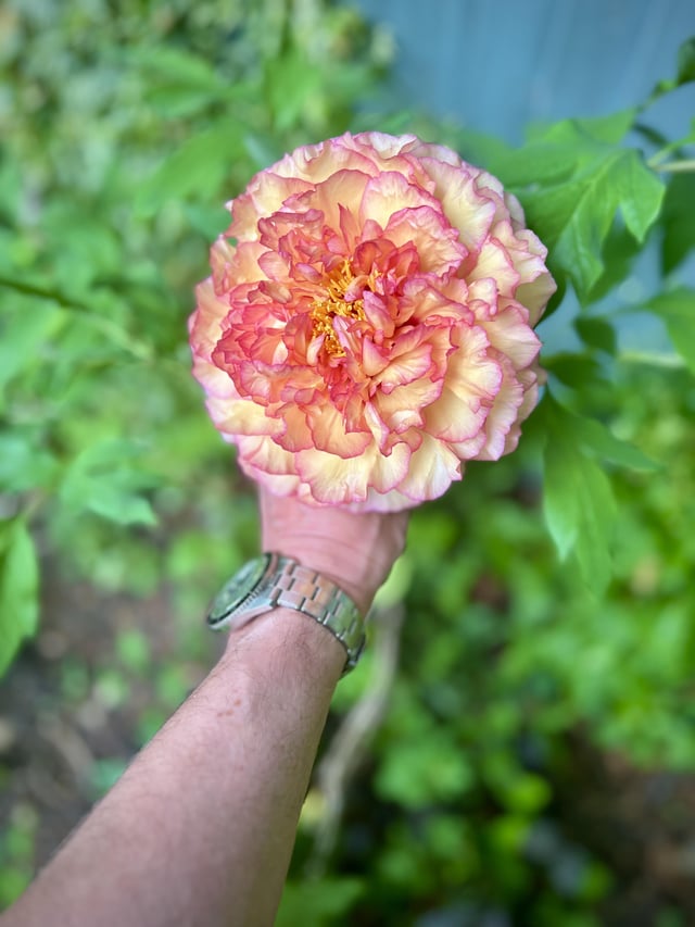 peony, south bucks