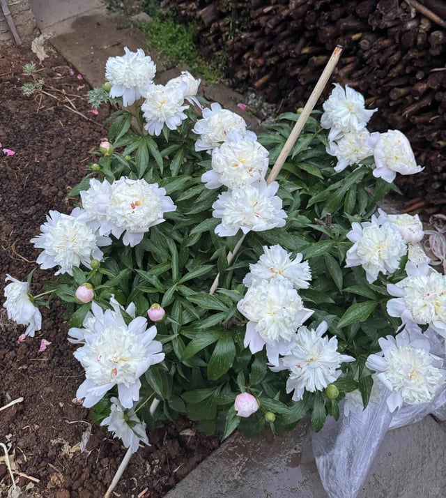 when your plant finally flowers after months of patience