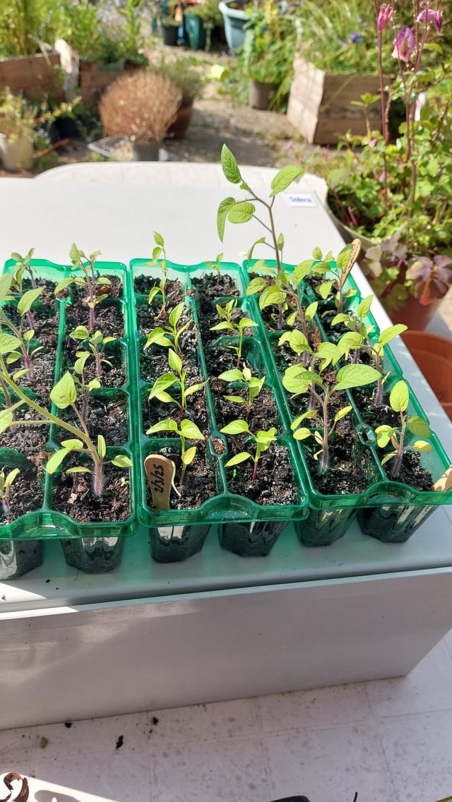 tomato and chilli plants slow growing... not perceptively grown in weeks!