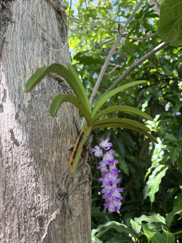 my little orchid is flowering.🌸