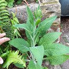 can anyone identify these popped up recently!