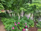 Found the foxglove place – Reddit Post