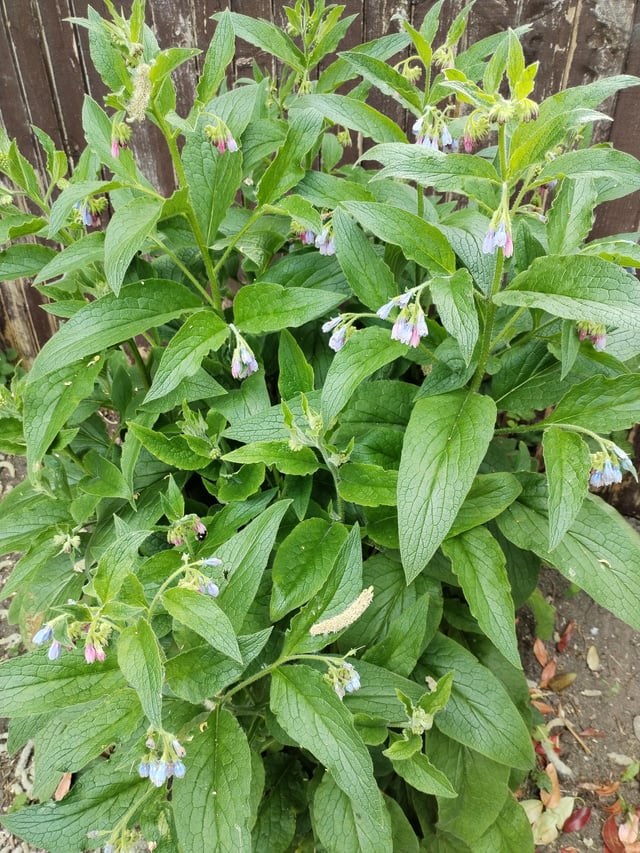 comfrey