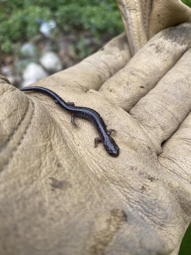 Healthy soil means home for delicate critters 🧡 – Reddit Post