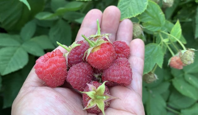 raspberries freshly picked from the backyard garden 🌱