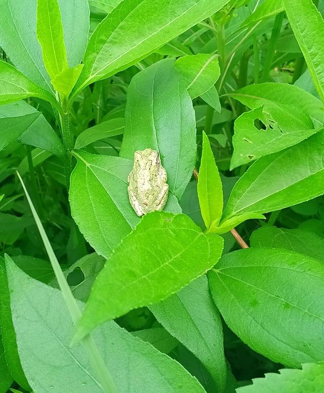 sweet little garden friend