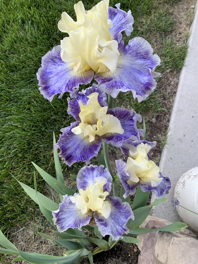 quadruple bloom on my iris