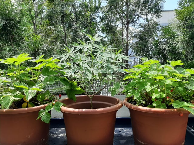 help! i think i have an imposter in the strawberry patch.