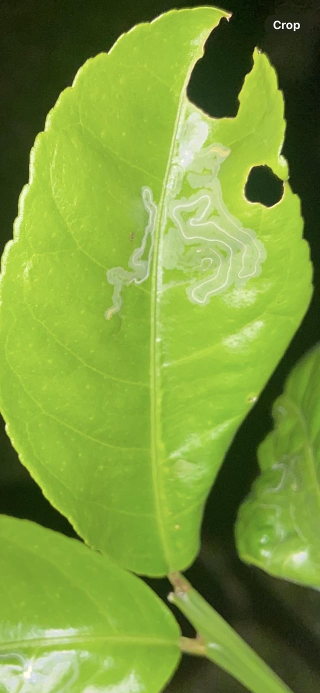 what is this on my lemon tree?