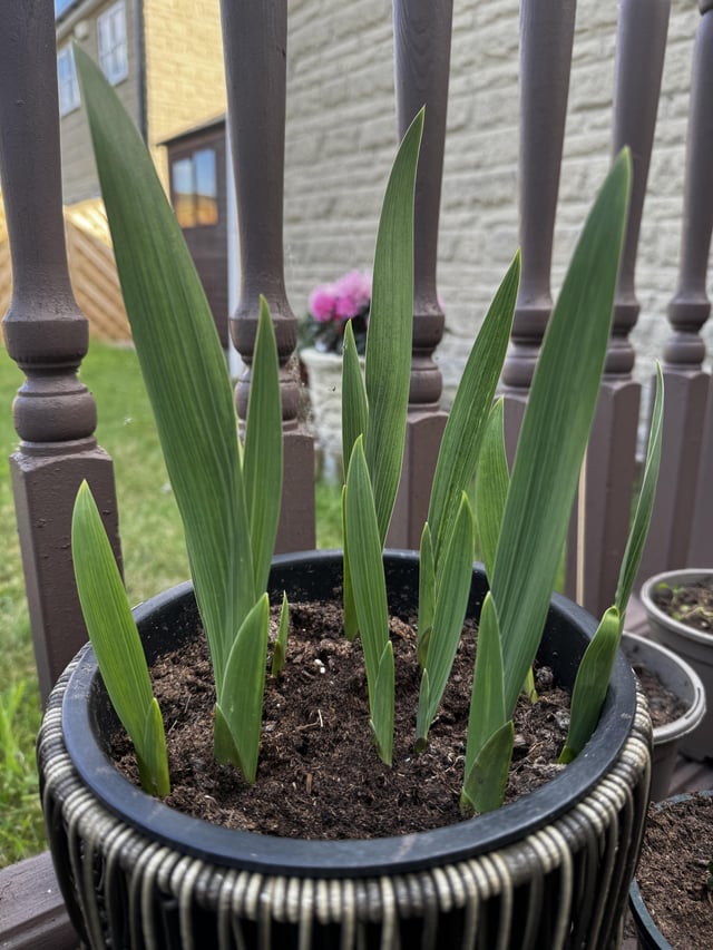 can’t remember what i planted