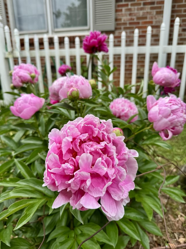 peonies blooming