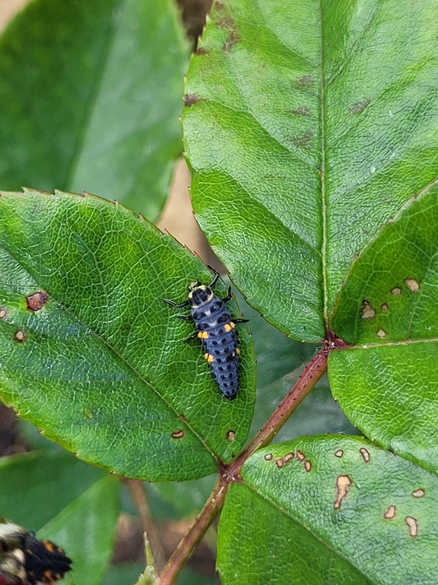 what is this creature? they're all over my new apple trees.