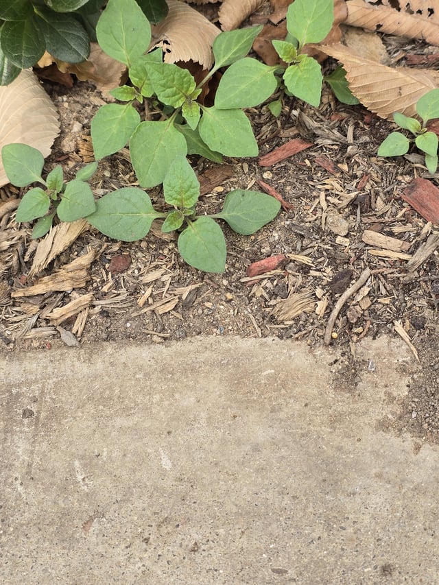 is this black nightshade?