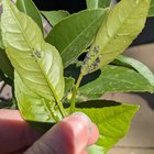 Bug on lemon tree