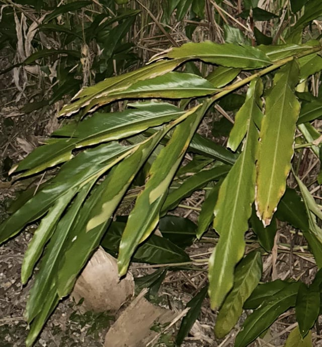 What type of ginger is This