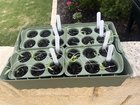 Seedlings
