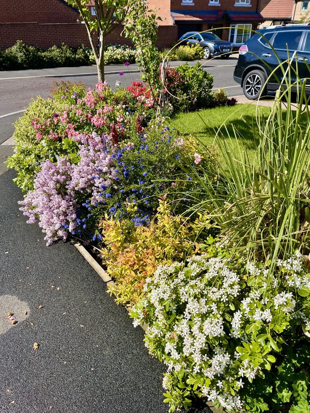 springtime shrubs
