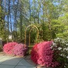 The azaleas I “inherited” – Reddit Post