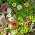 First time successfully growing Zinnias, I think I did pretty okay. – Reddit Post
