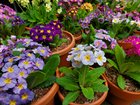 Primulas grown from seed – Reddit Post