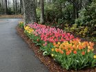 First Year Planting Tulips – Def adding more next year! – Reddit Post
