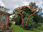 Formosan ash roots