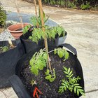 Found a Japanese maple (?) seedling in my tomato container – Reddit Post