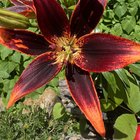 One of my favorite times of the year is when my lilies bloom. – Reddit Post