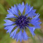 Cornflower from my garden – Reddit Post