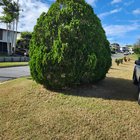 How do I repair this dead patch? – Gladstone, QLD