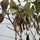 Advice on how to help/ save plant?