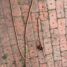 What are these roots from?