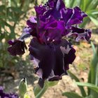 Irises in bloom – Reddit Post