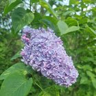 My favorite type of Lilac, the Syringa vulgaris Aucubaefolia – Reddit Post