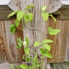 Clematis health