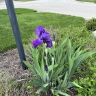 My First Iris Blooms – Reddit Post
