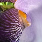 mums heirloom iris returns every year and never gets less magic – Reddit Post