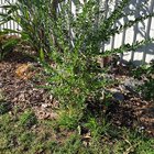 Please help me ID these plants