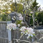 We dug up and moved an old apple tree and it somehow survived!