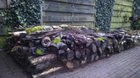 I stacked up some old logs in a corner of the yard and left them alone – Reddit Post