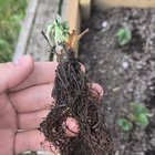 What up with my strawberry plant