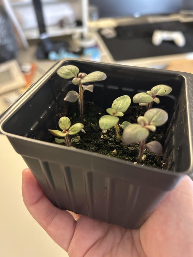 First time starting seeds indoors – Reddit Post