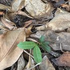 Growing under my magnolia, but I don’t think they are magnolia seedlings? Can anyone identify? (Toowoomba QLD)