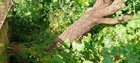 Our 40 year old almond tree died, I’m extremely sad – Reddit Post