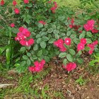 My neighbors rose bush grows into my yard and I’m here for it but what kinda roses tho? – Reddit Post