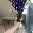 Iris ♡ – Reddit Post