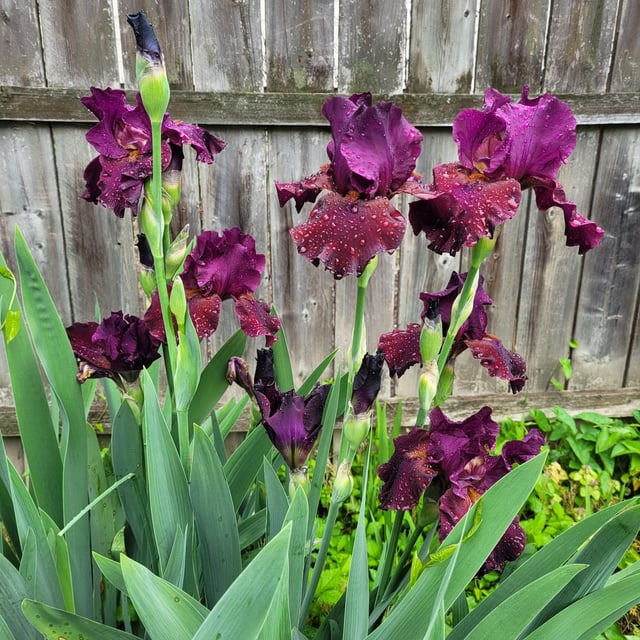 i also wanted to show off my irises 💜