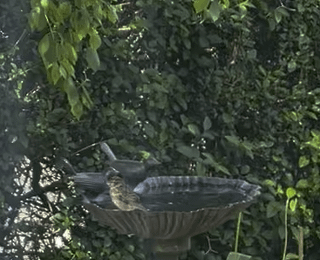 bird bath