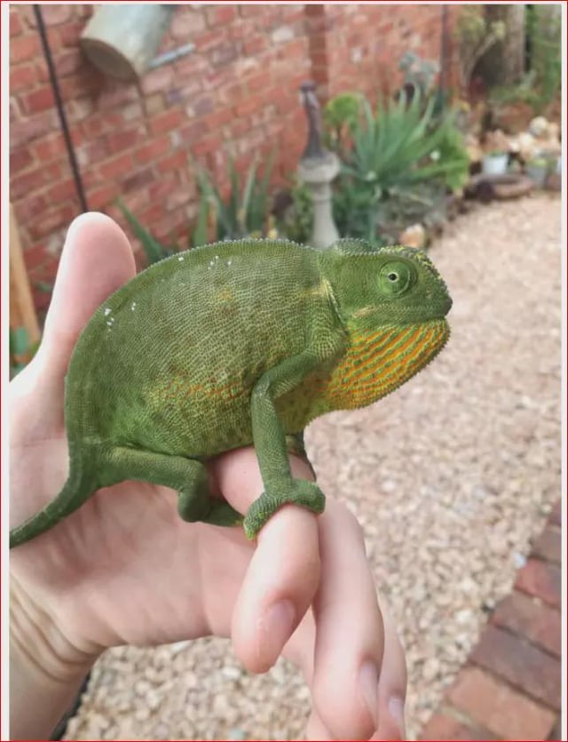 spotted this tiny guest hiding in my garden wasn’t expecting him today!